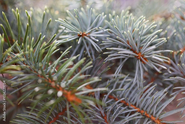 Fototapeta Fresh foliage of blue spruce with copy space