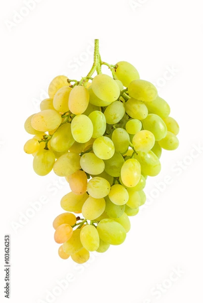 Obraz Green grapes isolated
