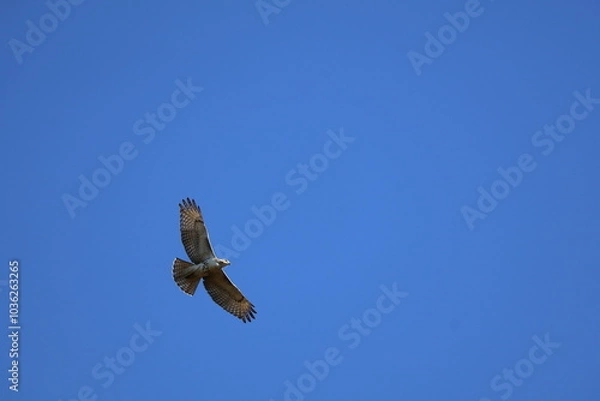 Fototapeta hawk in flight