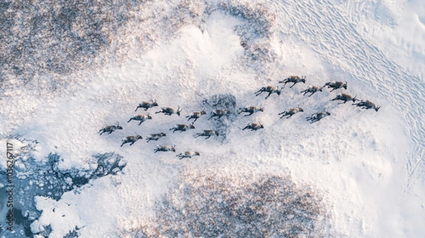 Fototapeta Aerial View of Reindeer Herd Running on Snowy Landscape