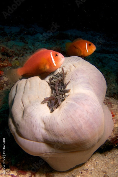 Fototapeta Clownfish brothers