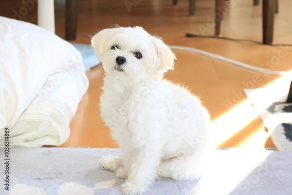 Fototapeta my famiry