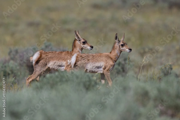 Fototapeta Pronghorn (Antelope)