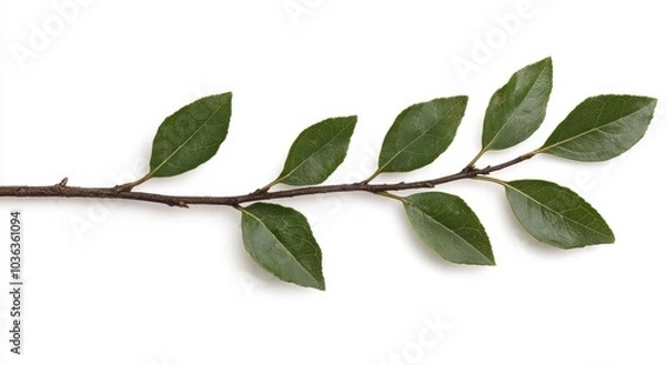 Fototapeta green leaves on branch against white background
