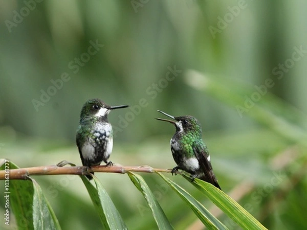 Obraz Aves colibríes 