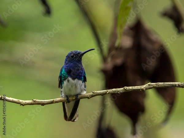 Obraz Aves Colibríes 