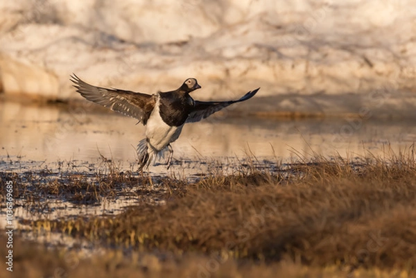 Fototapeta Long-tailed Duck