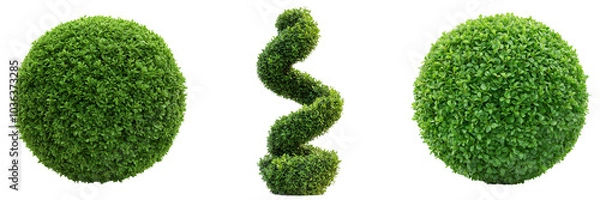 Obraz A manicured topiary shaped into a spiral and spheres, trimmed with precision, isolated on a transparent background