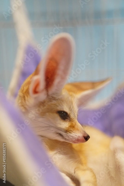 Obraz フェネック