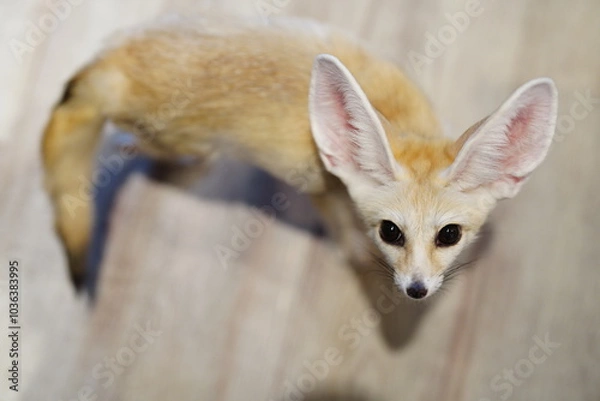 Obraz フェネック