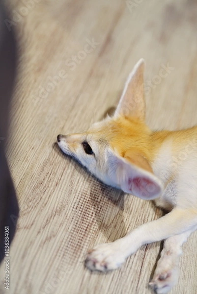 Obraz フェネック