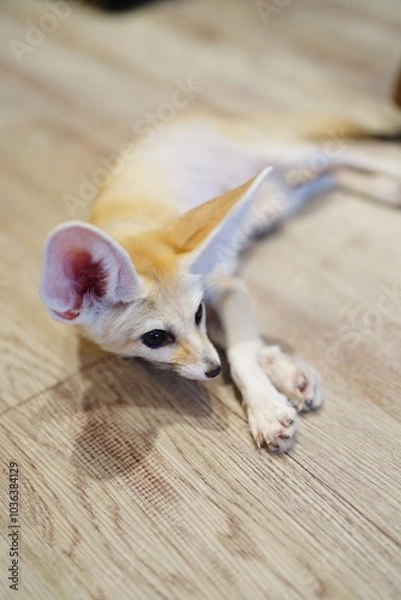 Obraz フェネック