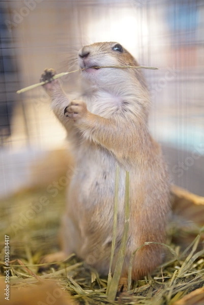 Obraz プレーリードッグ