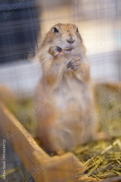 Obraz プレーリードッグ