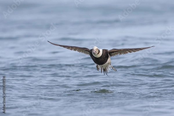 Fototapeta Long-tailed Duck