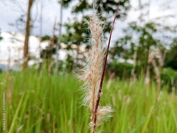 Fototapeta grass in the wind