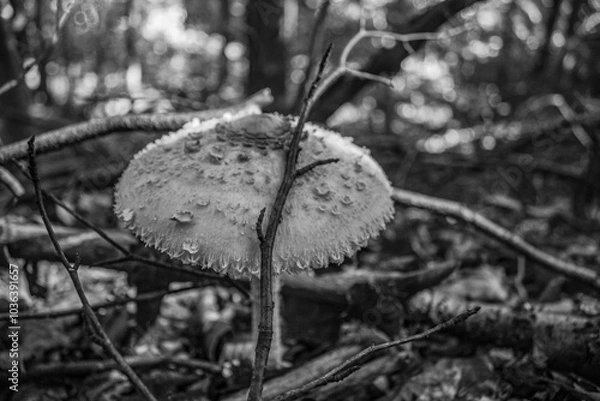 Obraz Macro  - Forest - Europe, Romania, Suceava region