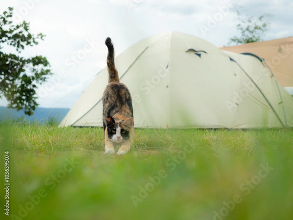 Fototapeta calico cat stretching grassy field near cream tent. sky cloudy and there tree in the background.