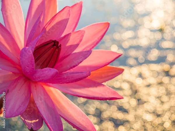 Fototapeta Close up pink and red color of lotus in the river on glistening background.