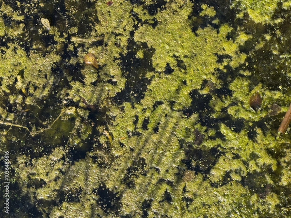 Obraz swamp algae texture