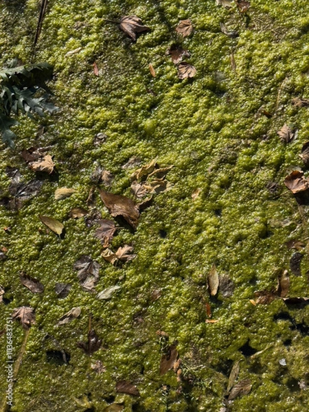 Obraz swamp algae texture