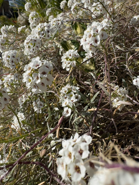 Obraz flower blossoms