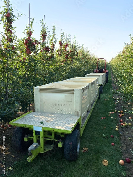 Fototapeta Apples being harvested from orchard in UK in the autumn.