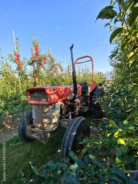 Fototapeta Apples being harvested from orchard in UK in the autumn with vintage tractor