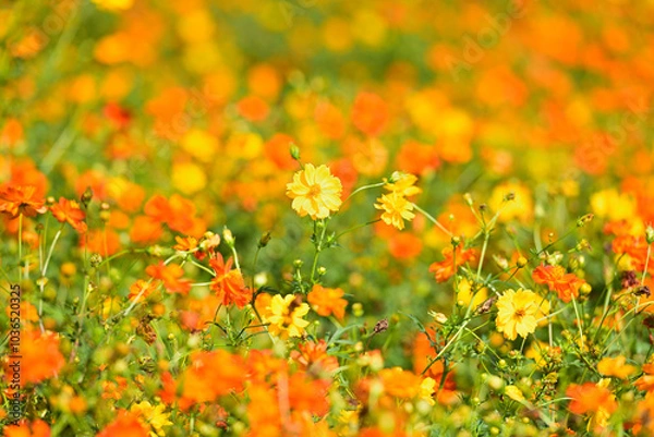 Fototapeta コスモス畑に可愛らしい秋桜