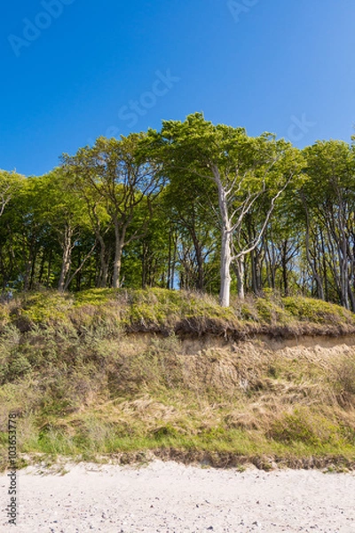 Obraz Küstenwald an der Ostseeküste