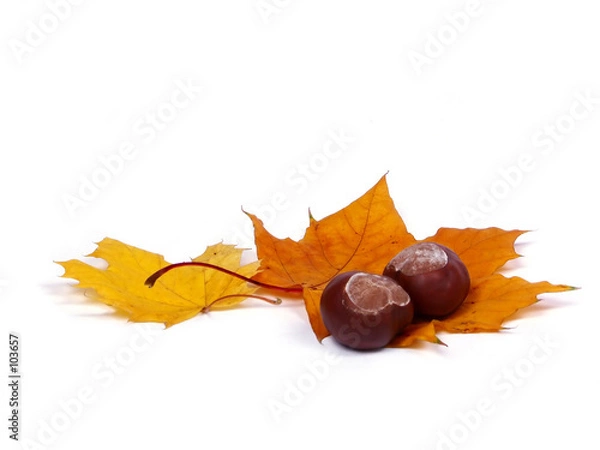 Obraz jesienne liście