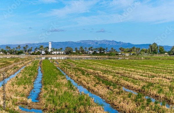 Obraz Rice fields in the wetlands of the Ebro Delta with flamingos eating in the background with palm trees in front of mountains with windmills on their peaks.