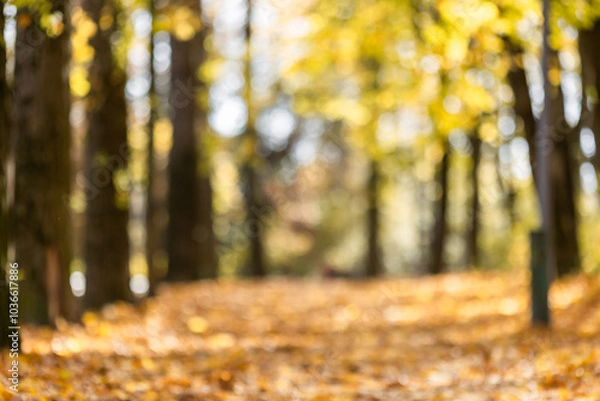 Fototapeta Beautiful landscape with yellow trees,green grass and sun. Colorful foliage in the park. Falling leaves natural background .