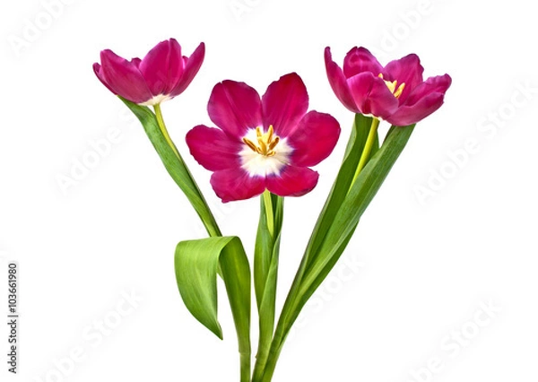 Fototapeta Tulip flowers isolated on white background