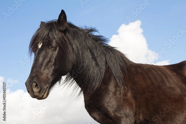 Fototapeta Stallone nero con il mantello lucente