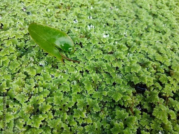 Obraz green leaf in water
