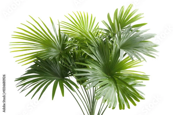 Fototapeta Aesthetic Palm Fronds Isolated on a transparent Background for Modern Tropical Decor and Design Projects