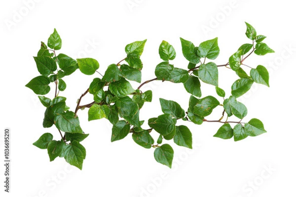 Fototapeta Detailed Image of Poison Ivy Isolated on a transparent Background for Educational and Informational Use