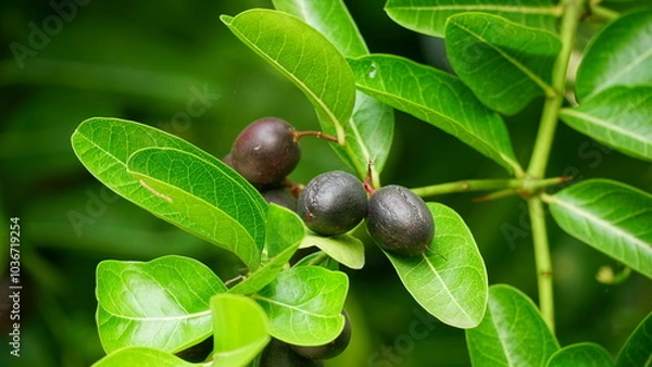 Fototapeta Close-up of ripe Carissa carandas L fruit on the tree