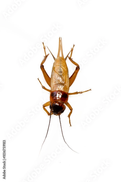 Obraz Close up red cricket on a white background.