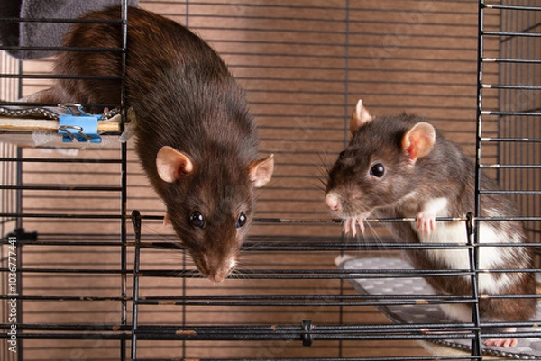 Obraz Two pet rats peek out of an open cage