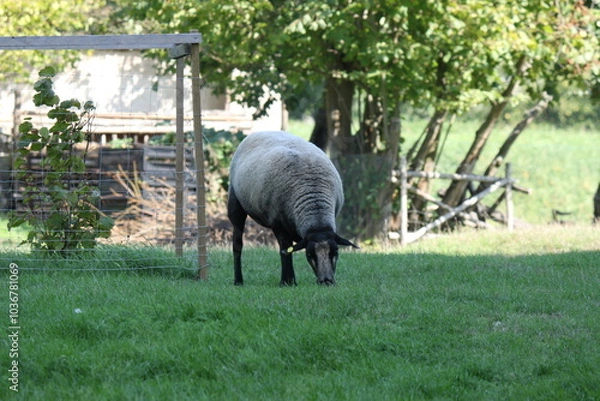 Obraz sheep on the farm