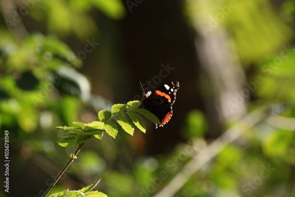 Obraz butterfly on a flower