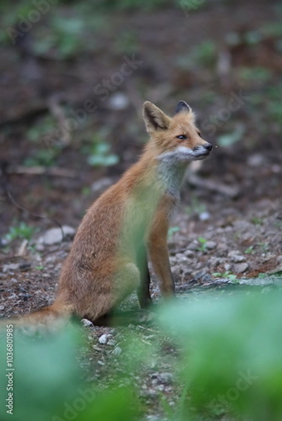 Obraz 夏の森で出会ったキタキツネ