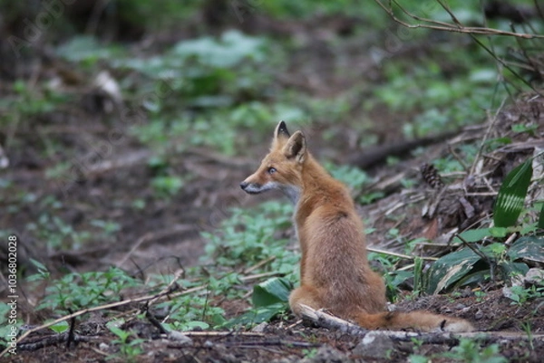 Obraz 左を向くキタキツネ