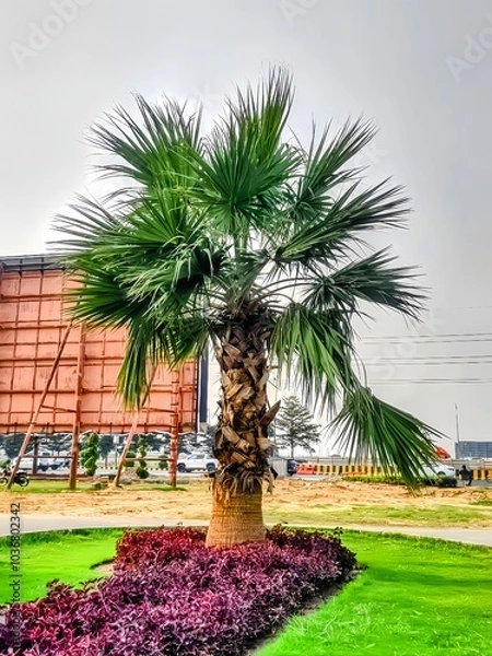 Fototapeta palm trees in the park