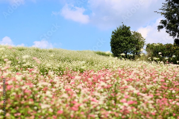 Fototapeta そばの花が咲く丘　白とピンクのそばの花　青空と白いそばの花の美しいコントラストが印象的な風景