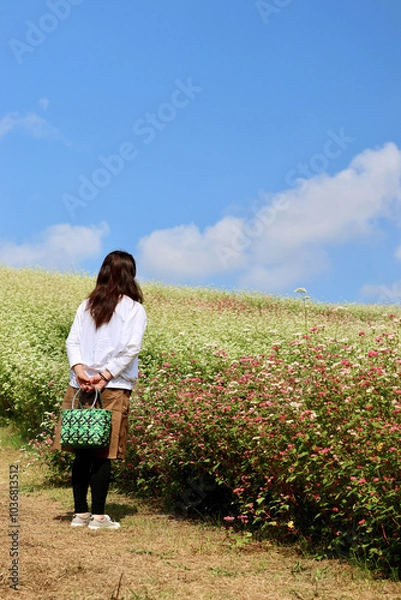 Fototapeta 白とピンクのそばの花の丘を散歩する女性　満開のそばの花　青空と白いそばの花の美しいコントラストが印象的な風景