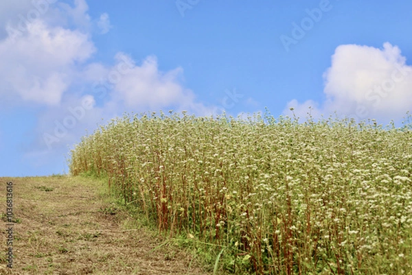 Fototapeta そばの花が咲く丘　白とピンクのそばの花　青空と白いそばの花の美しいコントラストが印象的な風景