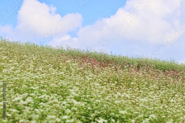 Fototapeta そばの花が咲く丘　白とピンクのそばの花　青空と白いそばの花の美しいコントラストが印象的な風景